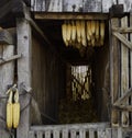 Corn hung against the door of a corn storage facilityÃÂ to dry